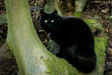 Felidae organism, black cat with whiskers, sitting on mossy rock in woods