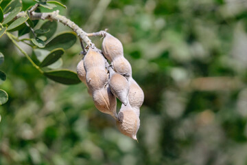 Texas mountain laurel seeds, close up, bokeh and depth field