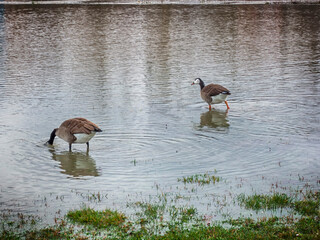 Two gray wild geese from behind
