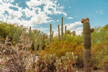 Saguaro and blue sky, desert plants, general view