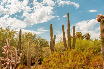Saguaro and blue sky, desert plants, general view