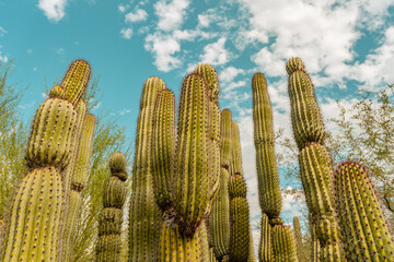 Saguaro and blue sky, desert plants, general view