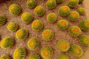 Barrel cactus top view, many cactus from the top