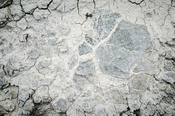 background of a gray dry ground