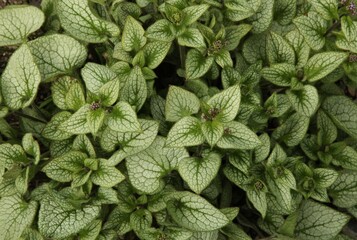 ‘Sterling Silver’ Heartleaf Brunnera (Brunnera macrophylla) leaves in Montana garden