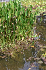 grass in the wetland