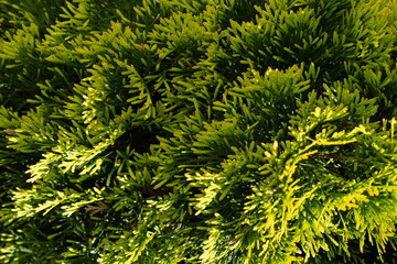 branches of evergreen coniferous plant thuja close-up