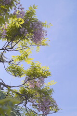 日本、神奈川県、横須賀にある横須賀しょうぶ園の藤の花