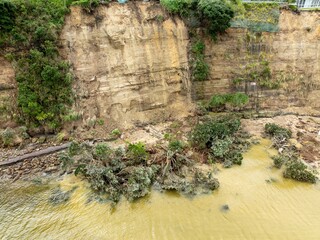 Erosion flood damage of Pohtukawa trees falling from the cliffs from severe storms. Stanley Point, Auckland, New Zealand. February 2023
