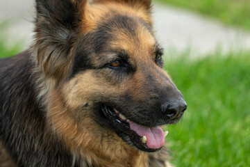 Portrait of a wolfhound dog.