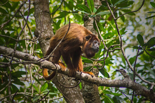 bugio de m&atilde;os ruivas do maranh&atilde;o, alouatta ululata, guariba, capel&atilde;o,