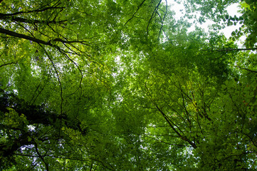 Obraz premium woodland sky view 