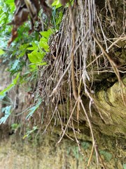 roots of a tree