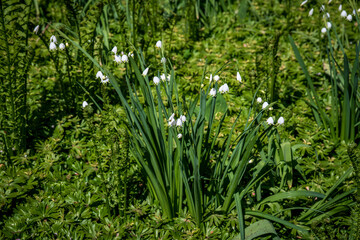 snowdrops in the forest