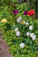 white and purple flowers