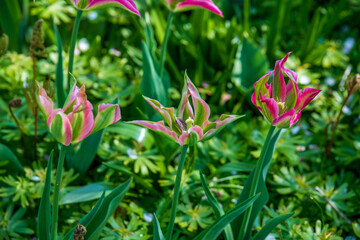 pink and yellow tulips