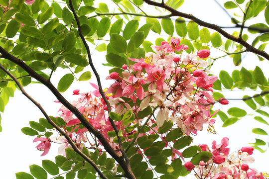 Pink Shower or Apple Blossom Tree (Cassia javanica) 