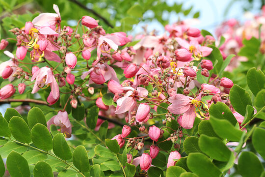 Pink Shower or Apple Blossom Tree (Cassia javanica) 