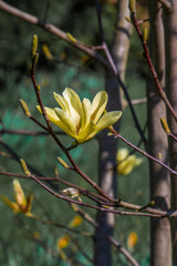 yellow flower of a tree