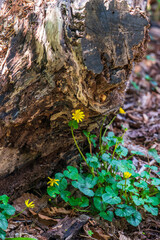 tree trunk with moss