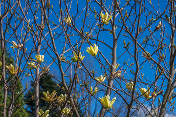 yellow leaves against blue sky