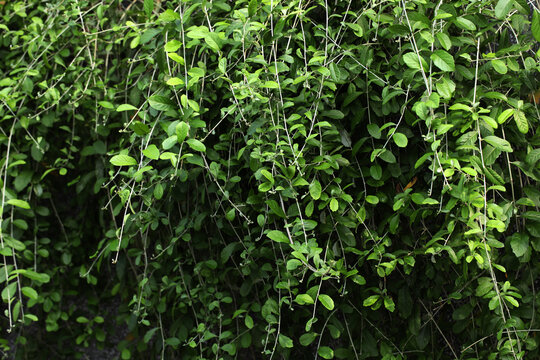 curtain creeper, vernonia creeper and parda bel (Tarlmounia elliptica)