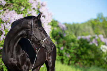 portrait of beautifu Thoroughbred black stallion posing nearly blossom lilac at sunny spring evening