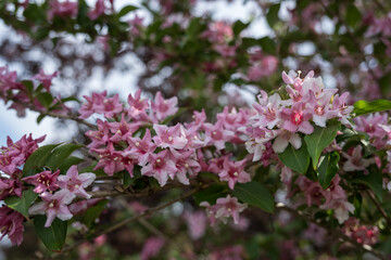 Beautiful shrubbery - pink flowers on a branch.