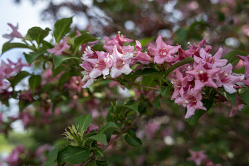 Beautiful shrubbery - pink flowers on a branch.