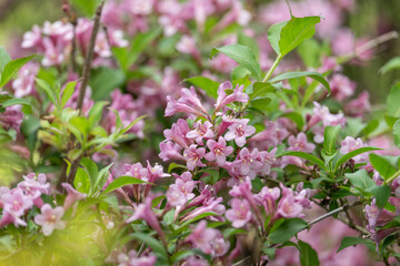 Beautiful shrubbery - pink flowers on a branch.