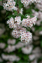 Beautiful shrubbery - light pink flowers on a branch.