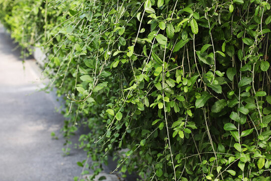 curtain creeper, vernonia creeper and parda bel (Tarlmounia elliptica)