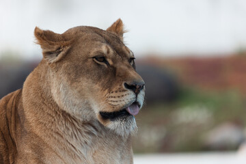 portrait of a lioness with tongue sticking out