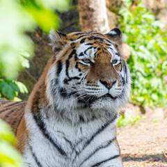 portrait of a siberian tiger