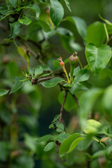 Small green pear fruits on the tree.