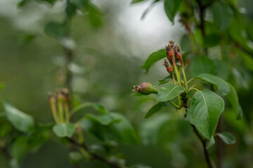 Small green pear fruits on the tree.
