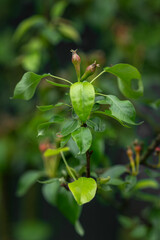 Small green pear fruits on the tree.