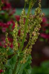 Green seeds of the rhubarb plant.