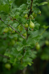 Green gooseberry fruits on a bush.