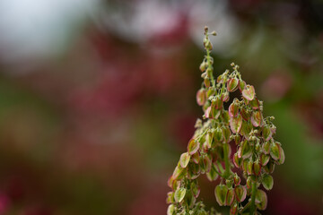 Green seeds of the rhubarb plant.