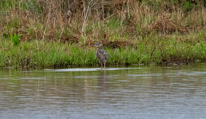 great blue heron ardea cinerea