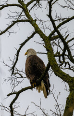american bald eagle perched in tree