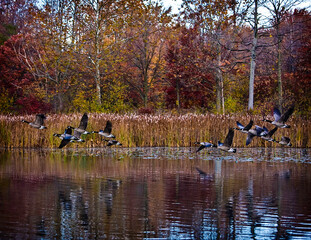 Canadian Geese Migration