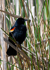 Red winged blackbird