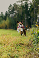 Mixed breed dog jumping in grass
