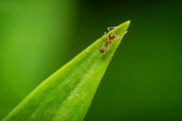Close-up of an ant perched on the tip of a green leaf, with a blurred green background