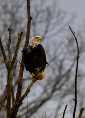 american bald eagle flying
