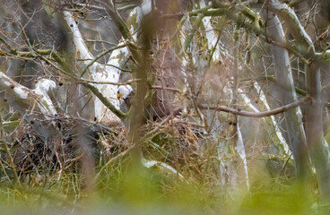 bald eagle in nest