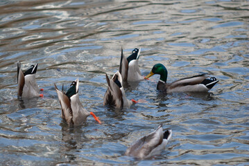 Mallard ducks dive for food with their tail feathers poking out of the water