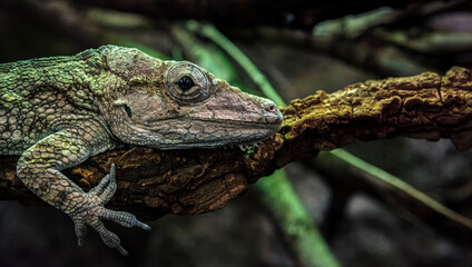 Close-up green lizard (chameleon) sitting on branch